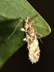 Lysiphragma epixyla
