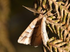 Chalastra aristarcha