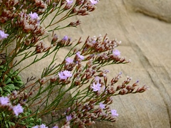 Limonium pseudominutum