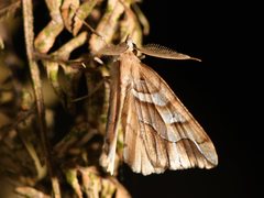 Chalastra aristarcha