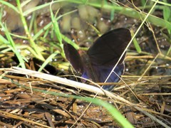 Eunica volumna