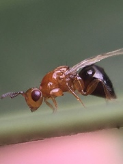 Herodotia subatriventris