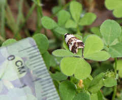 Zonopetala