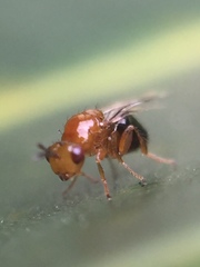 Herodotia subatriventris