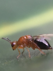 Herodotia subatriventris