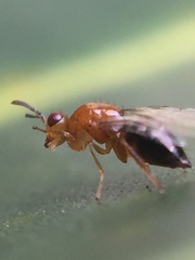 Herodotia subatriventris