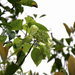 Hydrangea anomala - Photo (c) 方伊琳(阿鈣), algunos derechos reservados (CC BY-NC), subido por 方伊琳(阿鈣)