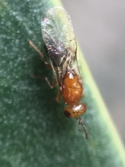 Herodotia subatriventris