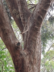 Eucalyptus spathulata