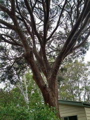 Eucalyptus spathulata