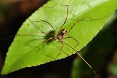 Forsteropsalis inconstans