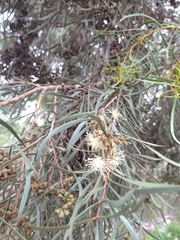 Eucalyptus spathulata