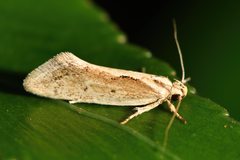 Tingena chloradelpha