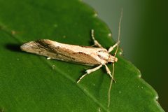 Tingena chloradelpha