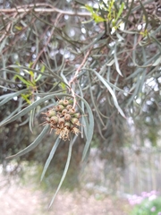 Eucalyptus spathulata