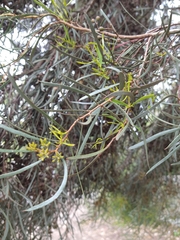 Eucalyptus spathulata