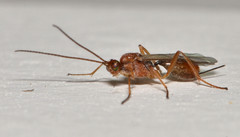 Meteorinae