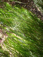 Cymodoceaceae