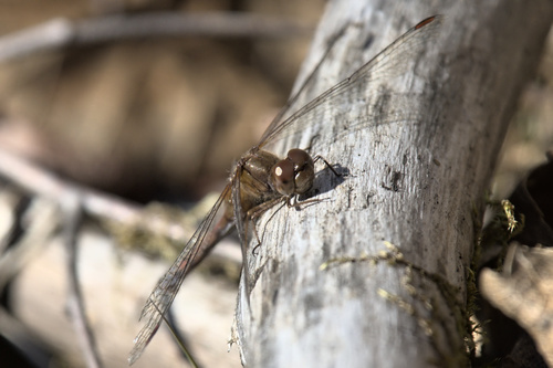 Autumn Meadowhawk (Sympetrum vicinum), a species recorded in Vermont
