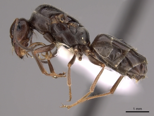 悲哀蜜罐蚁Myrmecocystus lugubris