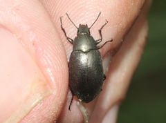 Lobometopon fusiforme