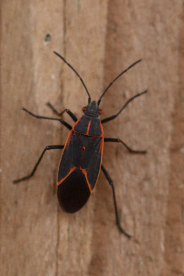 Eastern Boxelder Bug from Southampton, Richmond, VA 23235, USA on ...