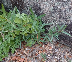 Phillyrea angustifolia