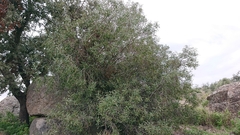 Phillyrea angustifolia