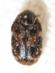 Trogoderma ornatum