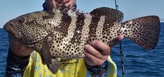 Epinephelus analogus