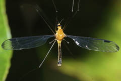 Aurotipula clara