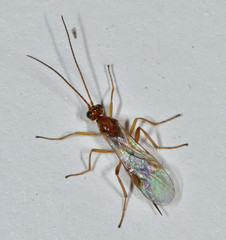 Meteorinae