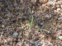 Thesium divaricatum
