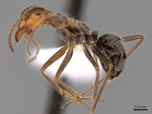 科索蜜罐蚁Myrmecocystus koso