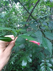 Ruellia angustiflora