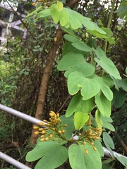 Cheniella glauca, photograph Yj, CC BY, iNaturalist via GBIF