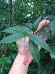 Ruellia angustiflora