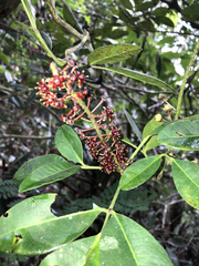 Pilocarpus racemosus