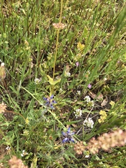 Plectritis macrocera