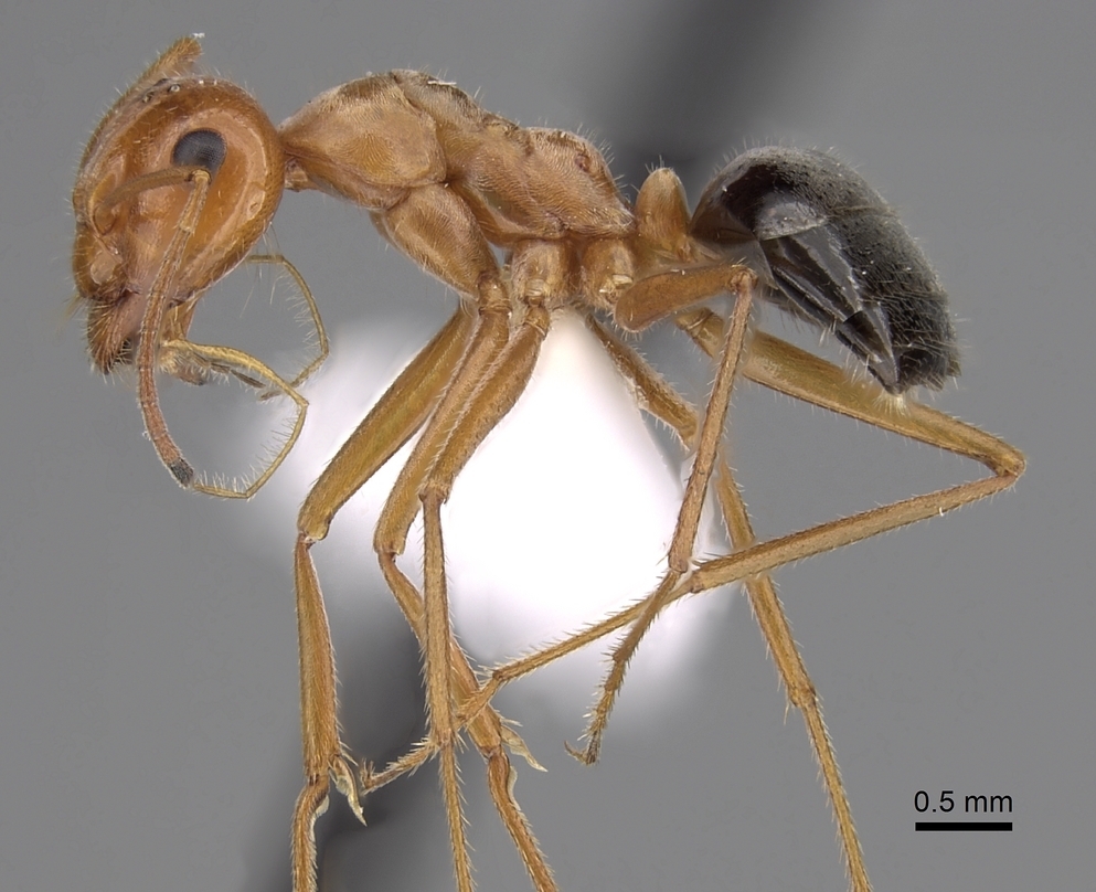 Kennedy’s honeypot ant