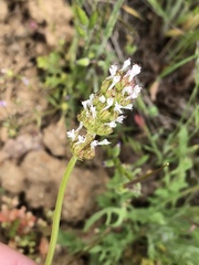 Plectritis macrocera