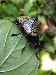 Cypherotylus debauvei