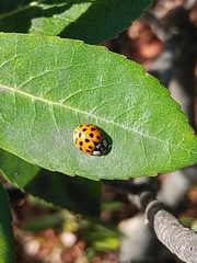 Harmonia axyridis