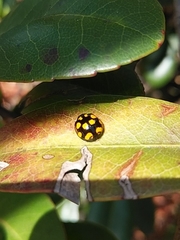 Harmonia axyridis