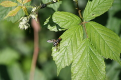 Otites porcus