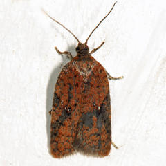 Acleris semiannula