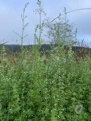 Galium anglicum