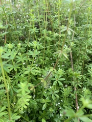 Galium anglicum