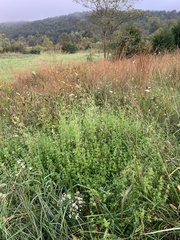Galium anglicum