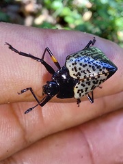 Cypherotylus debauvei